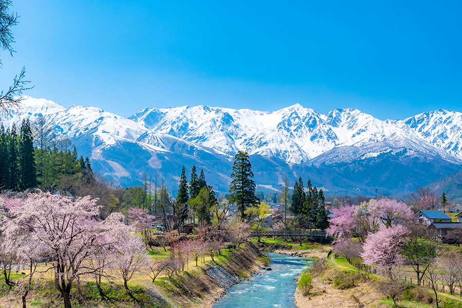 桜観賞